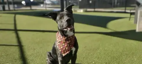 Krypto