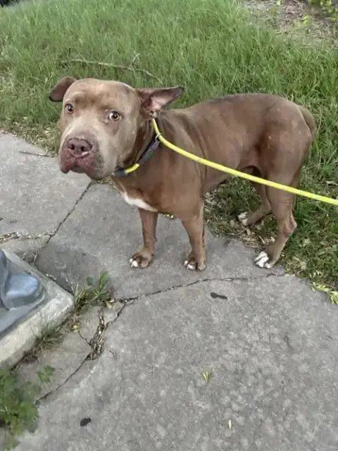 *Pj