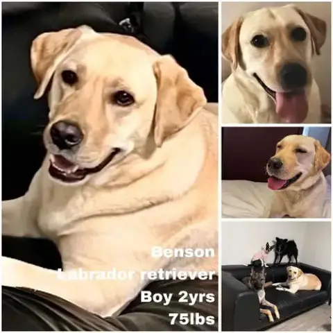 Benson From Korea