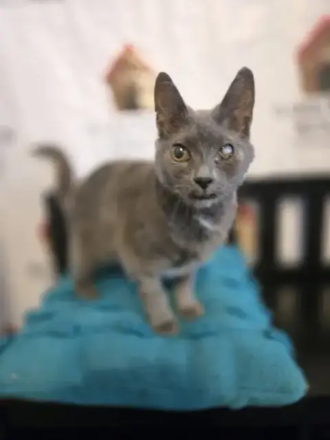 Graycie photo 3