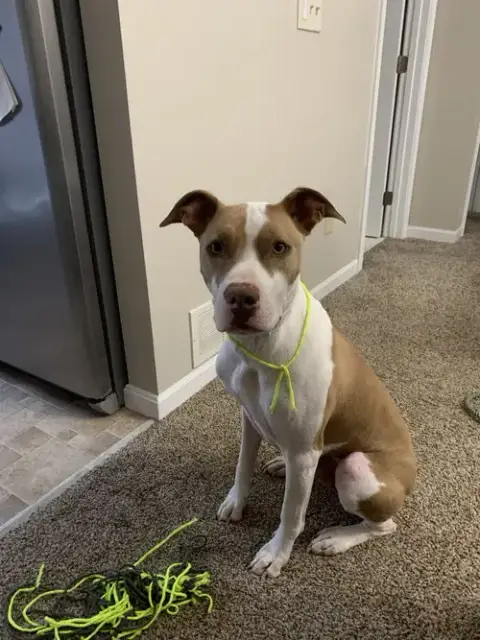 Boomer Courtesy