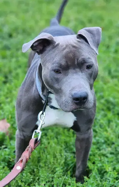 Bubba