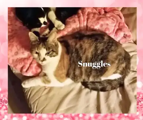 Snuggles photo 3