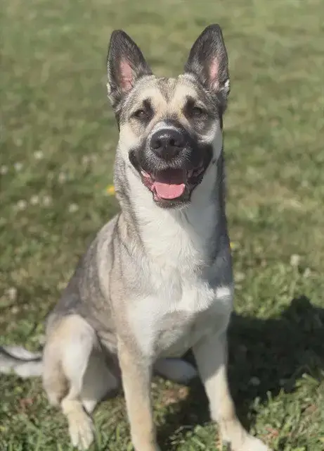 Kota