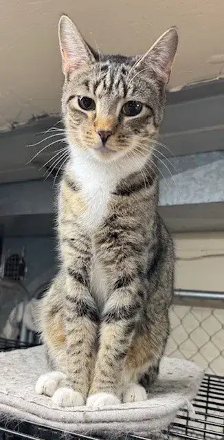 Hamilton