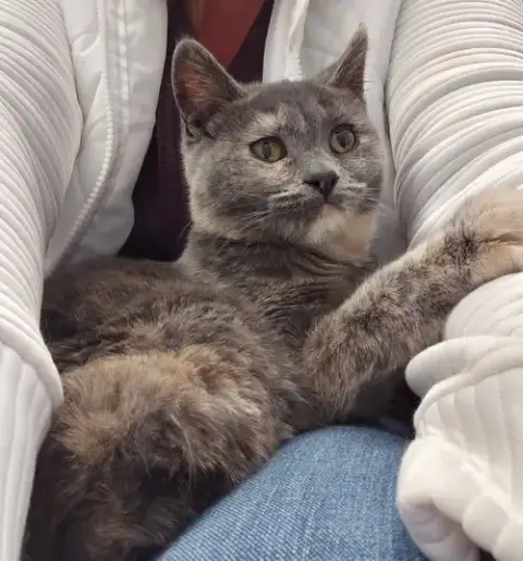Pecan *Special Needs*