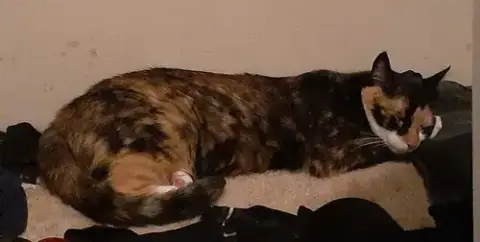 Skitzer photo 3