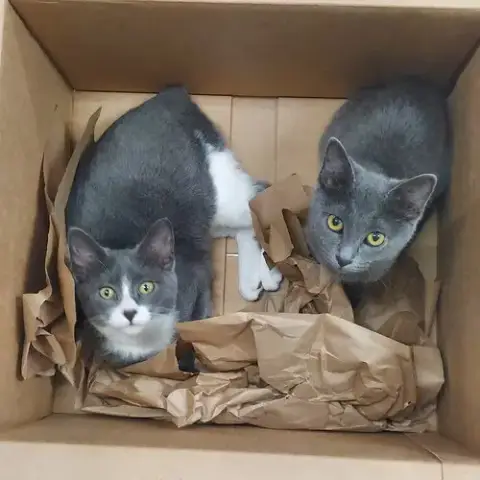 ***Kitten Special 2 For $200 photo 5