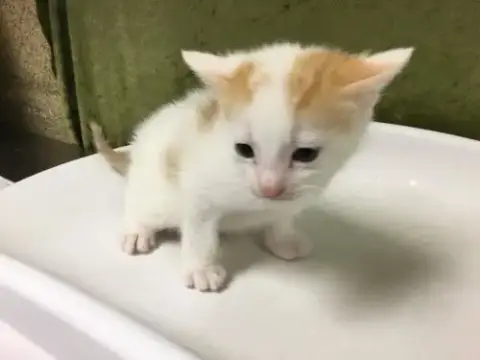 Marshmellow