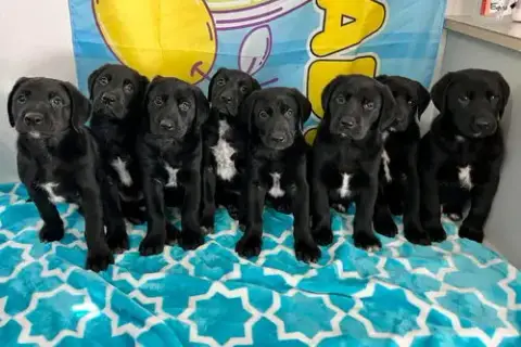 Bouncer photo 2
