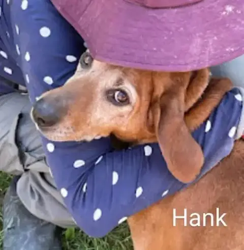 Hank photo 5