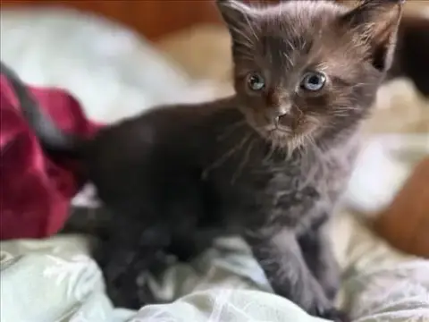 *Little Bear