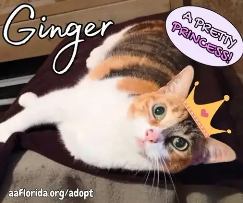Ginger