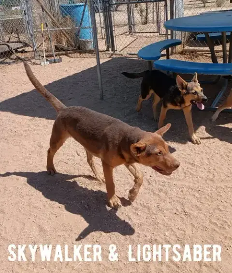 Skywalker photo 2