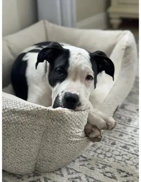 Nash