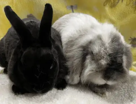 Shadow And Storm