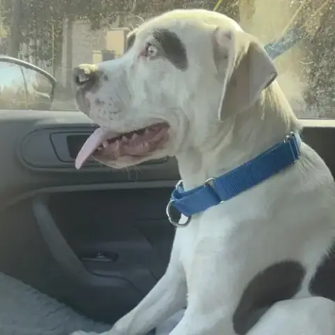 Dash photo 3