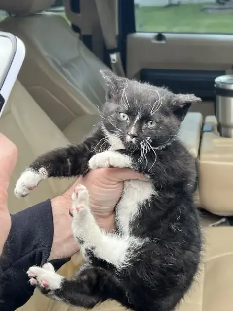 Kylo photo 3
