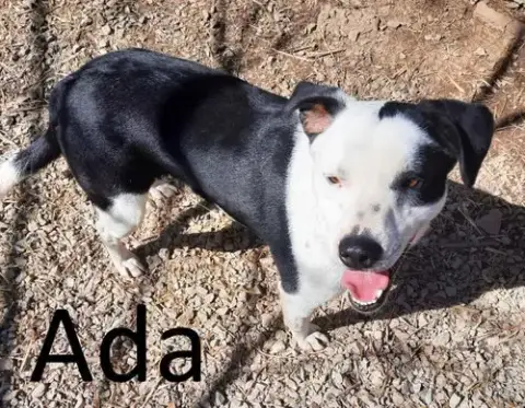 Ada