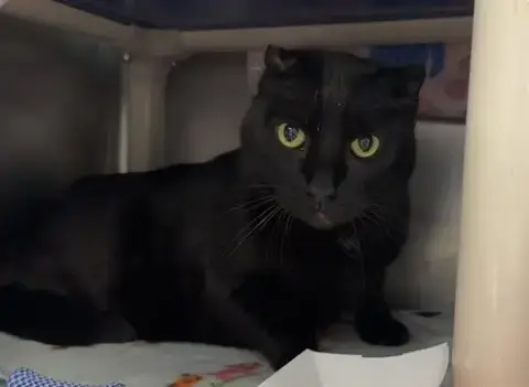 Bagheera