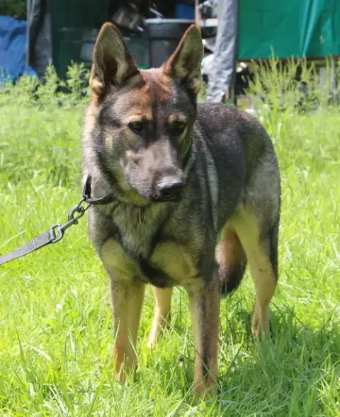 Zeus