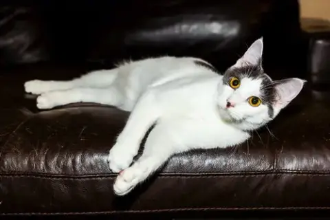 Kitten Gaston