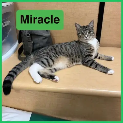 Miracle photo 2