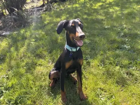 Louie