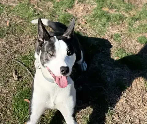 Enzo