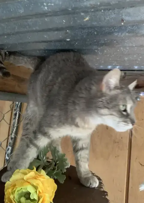 Smokey photo 4