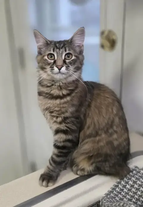 Hailey