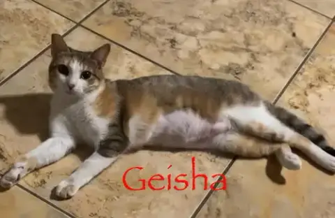 Geisha photo 3