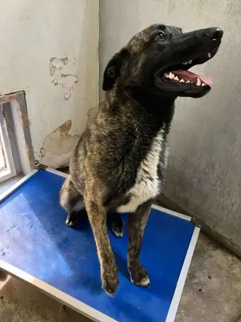 Knox Located In New Mexico photo 4