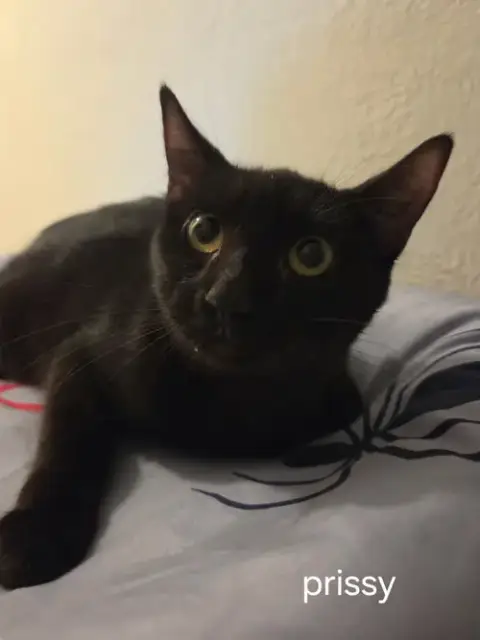 Prissy