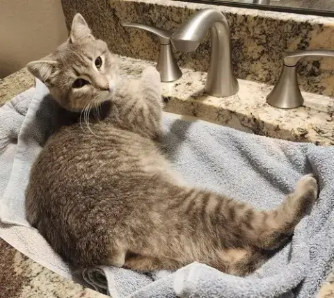 Lila