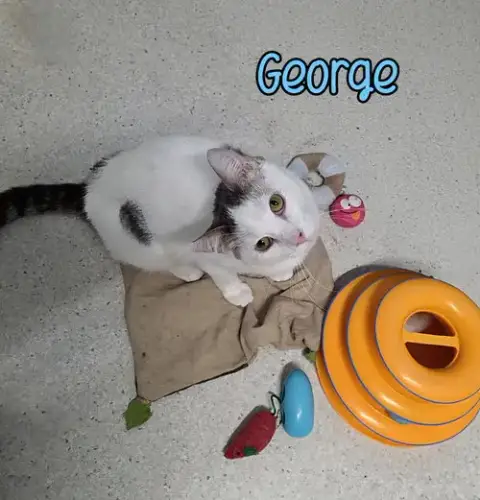 George photo 2