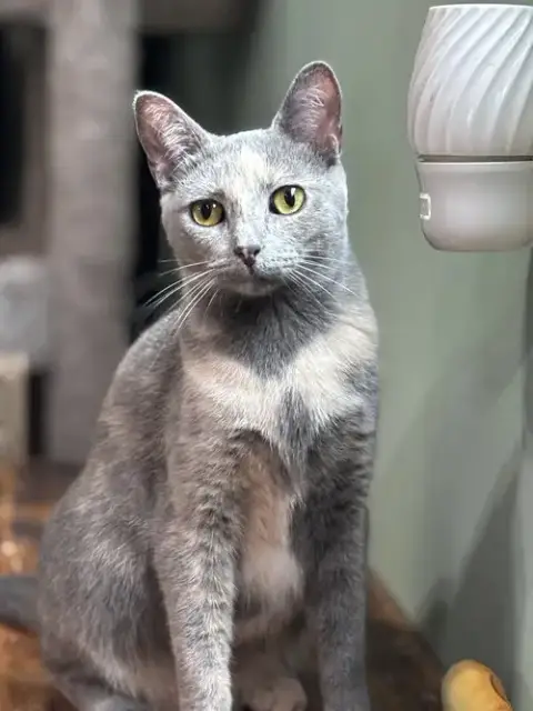 Amber