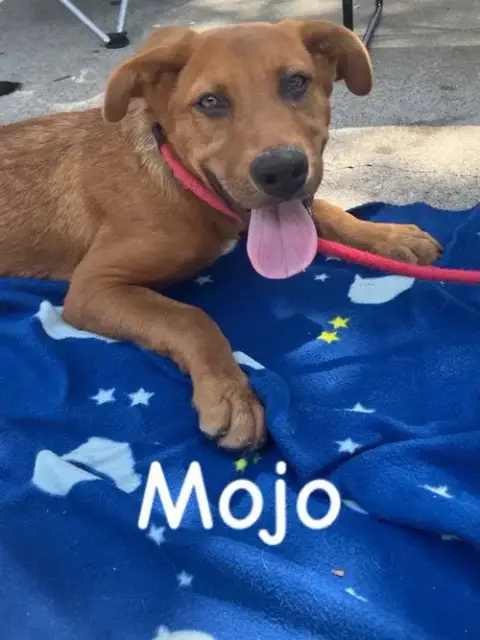Mojo photo 3