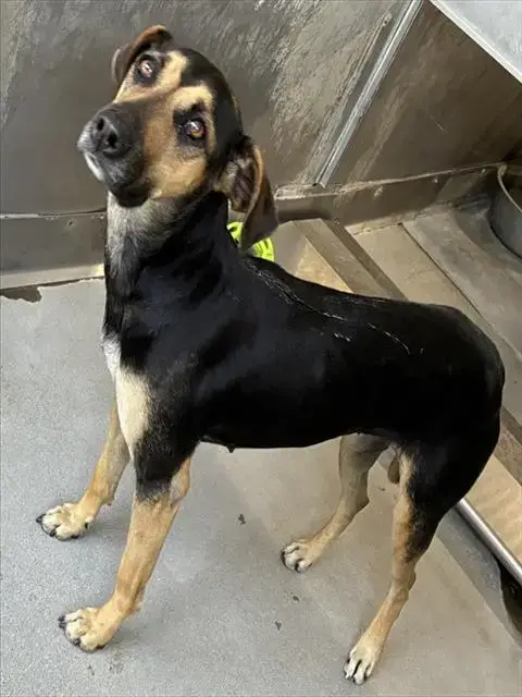Koda