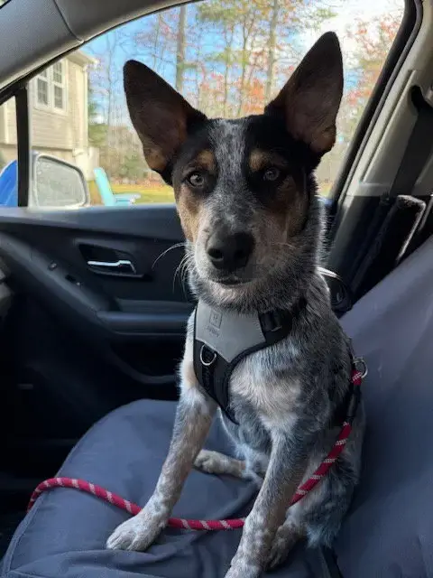 Banjo photo 4