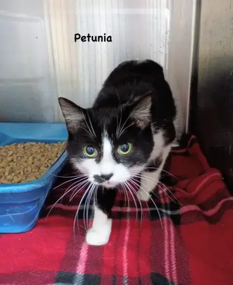 Petunia
