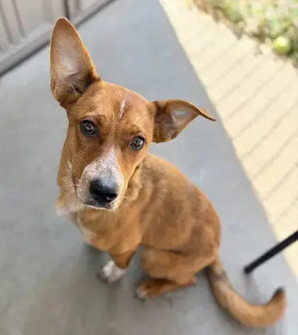 Rusty Frency Fry photo 2