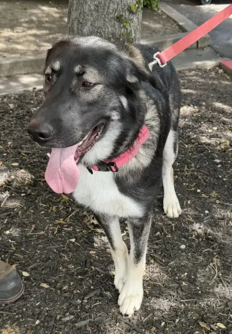 Athena