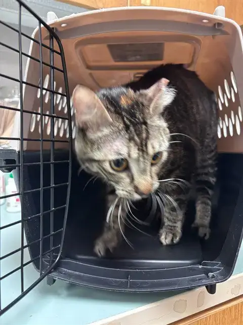 Pepper