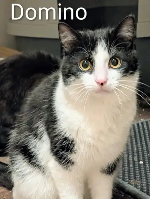 Domino