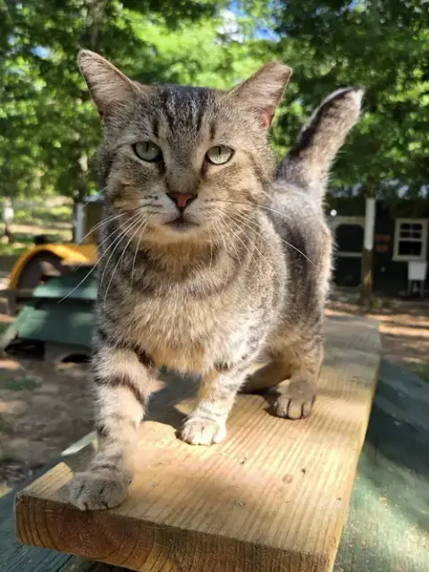 Stub Tail