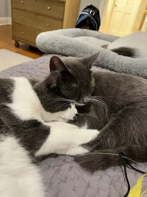 Stella & Poppy photo 4