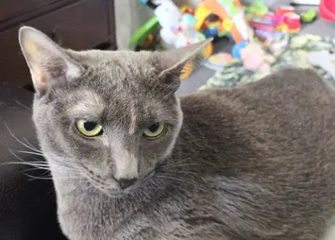 Uma