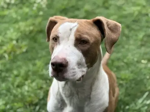 Dennis