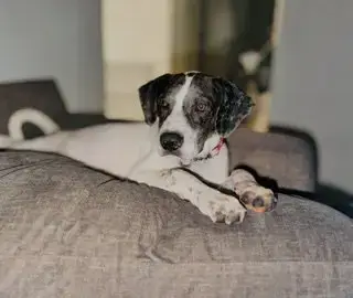 Odin- Puppy #1 photo 4